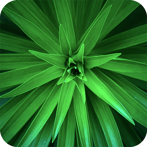 Macro Wallpaper icon