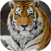 Tiger Live Wallpaper icon