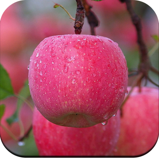 Apple Wallpaper 4K icon