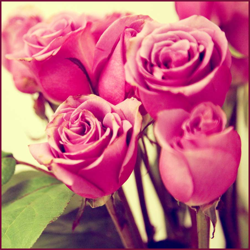 Pink Rose Wallpapers icon