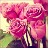 Pink Rose Wallpapers on 9Apps