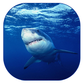 Shark Live Wallpaper icon