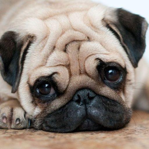 ePUGv 20 - Earn $$$ with your images أيقونة