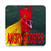 Best Of Angry Rooster Sound icon