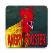 Best Of Angry Rooster Sound on 9Apps