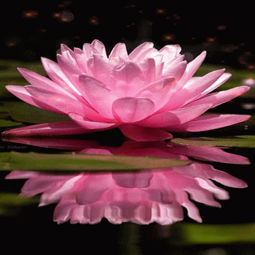 Pink Lotus Live Wallpaper icon
