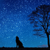 Galaxy wallpaper changer icon