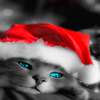 Santa Cap Cat LWP