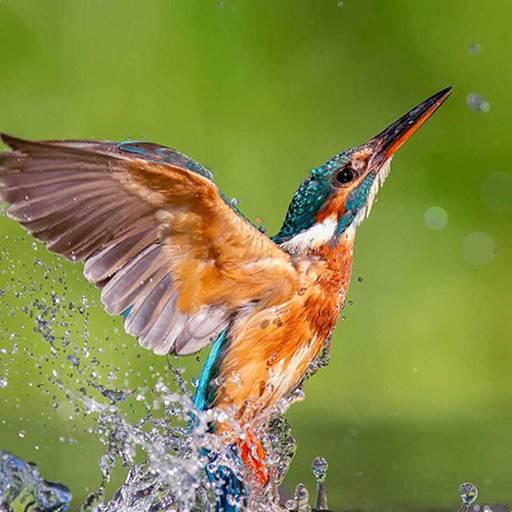 Kingfisher Bird Wallpaper أيقونة