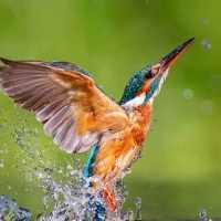 Kingfisher Bird Wallpaper on 9Apps