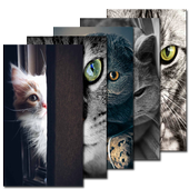 Cat Wallpaper HD icon