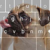 Amazing Pugs Keyboard Theme on 9Apps