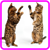 Rana Habib Mama and Papa (nueva canción) icon