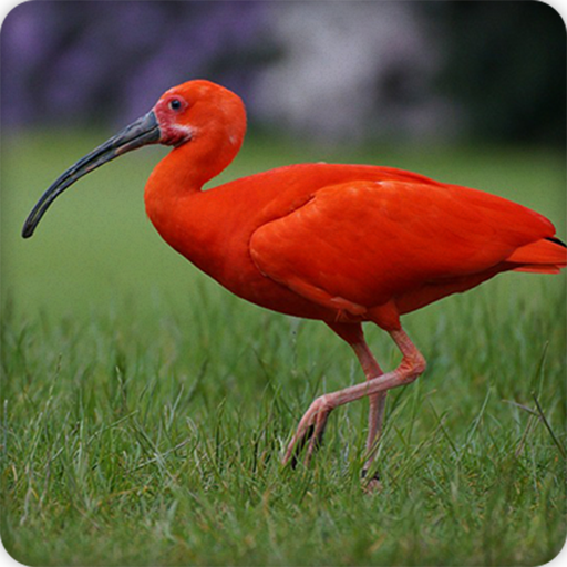 Ibis Bird Call Sounds Ringtone icon
