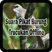 Suara Pikat Burung Trucukan Offline on 9Apps