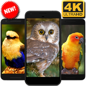 Birds Wallpaper icon