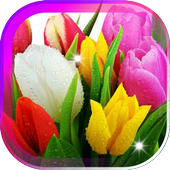 Amazing Tulips live wallpaper icon