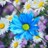 Daisies Flowers Live Wallpaper on 9Apps