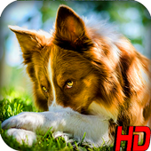 Dogs Wallpapers icon
