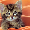 Kitten Cat Jigsaw Puzzle icon