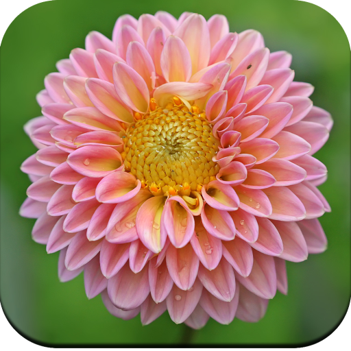 Flower Wallpaper HD icon