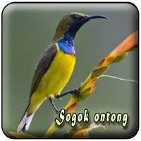 Pikat Burung Sogok Ontong MP3 Offline