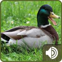 Duck Sounds on 9Apps