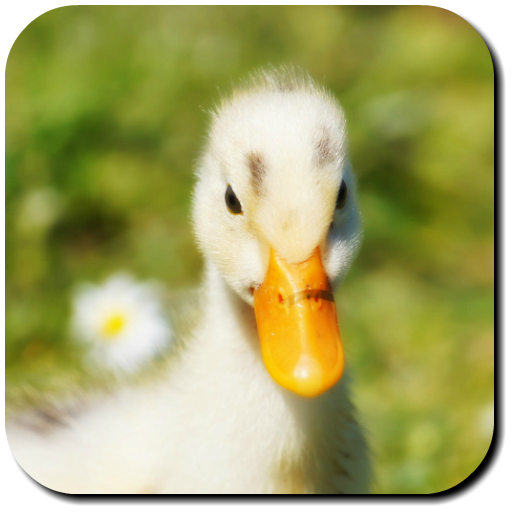 Duck Wallpapers icon