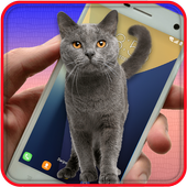Cat On Screen Prank icon
