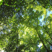 Nature Nice Wallpapers icon