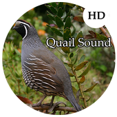 Quail Sounds icon