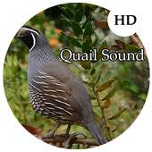 Quail Sounds