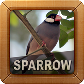 Sparrow Bird Sounds icon