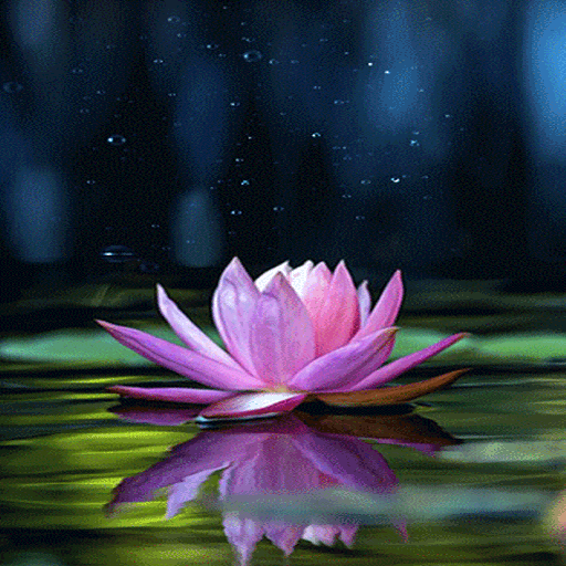 Magical Lotus Live Wallpaper icon
