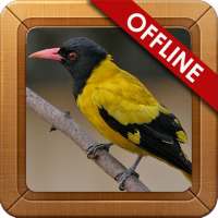 Suara Burung Kepodang Gacor on 9Apps