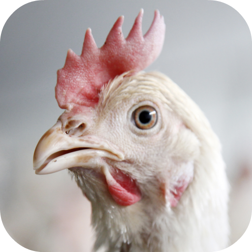 Chicken Sounds icon