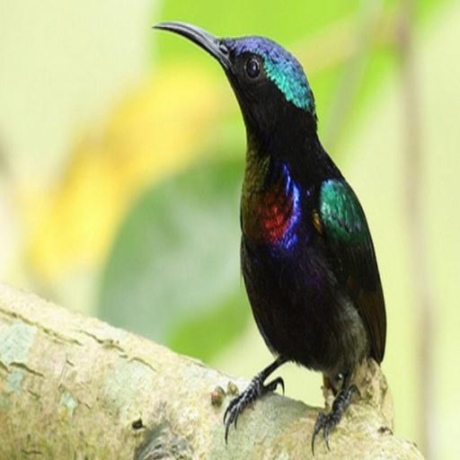 Suara Kolibri Buat Pikat icon