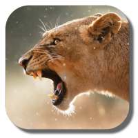 Lion Live Wallpaper on 9Apps