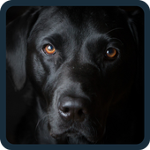 Dogs Quiz icon