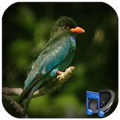 Chirping Tengkek Buto icon
