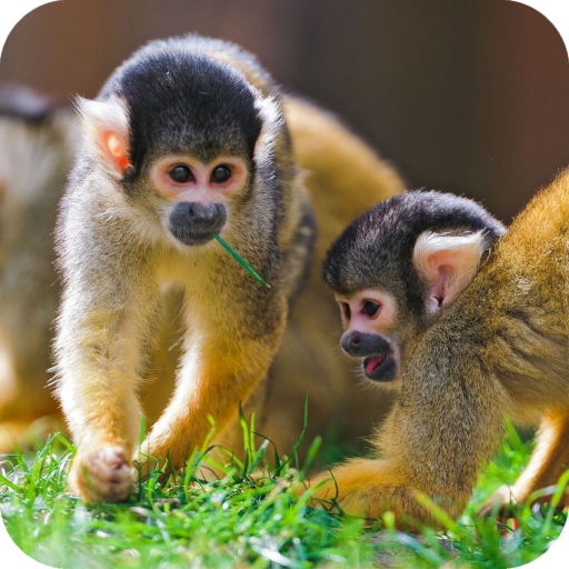 Monkey HD Wallpaper icon