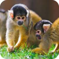 Monkey HD Wallpaper on 9Apps