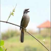 Trinca ferro on 9Apps