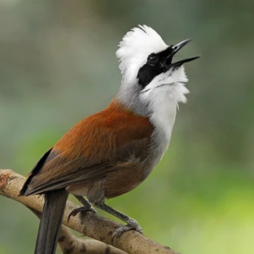 เสียงนกกระรางหัวหงอก أيقونة