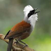 เสียงนกกระรางหัวหงอก on 9Apps