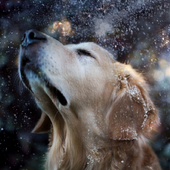 Lovely Dog Jigsaw Puzzles icon