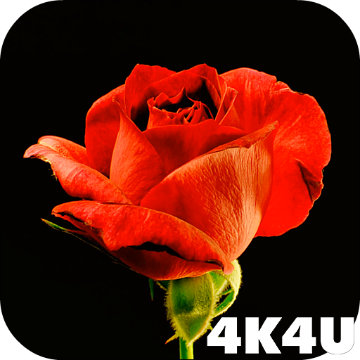 4K Red Rose Video Live Wallpaper icon