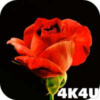 4K Red Rose Video Live Wallpaper on 9Apps