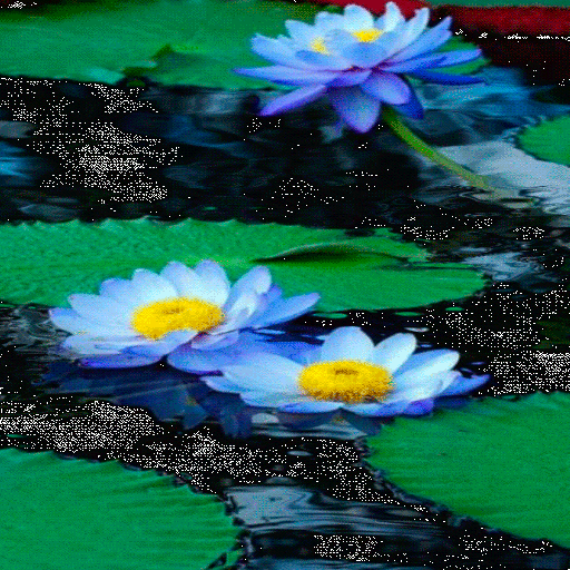 Nature Lotus Live Wallpaper icon