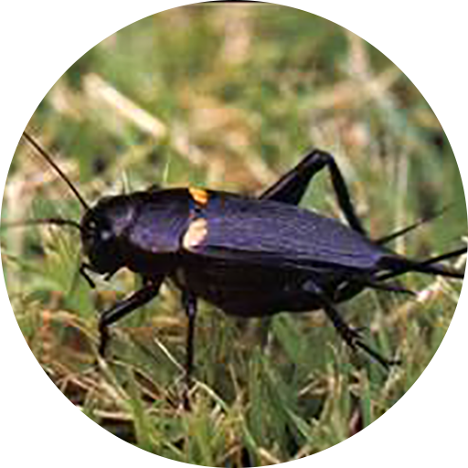 Cricket Sounds icon